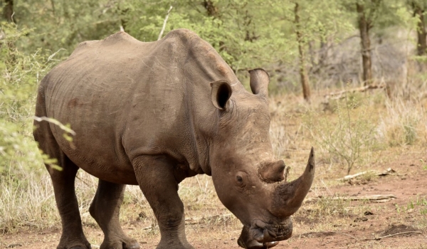 White or Square-lipped Rhino