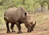 White or Square-lipped Rhino