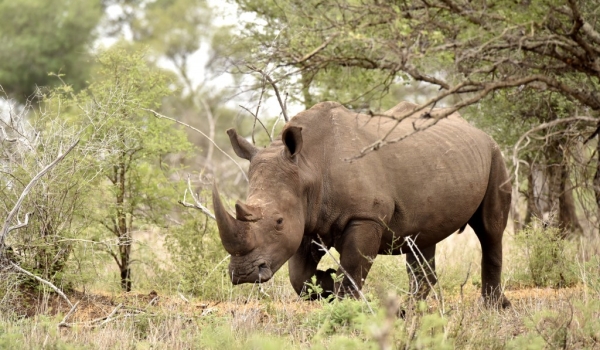 White Rhino max. 3,6 tons