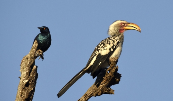 Hornbill&cape glossy Starling