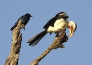 Hornbill&cape glossy Starling