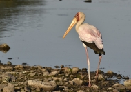 With breeding plumage
