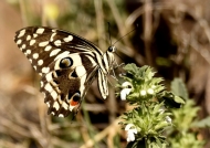 Citrus Swallowtail Butterfly