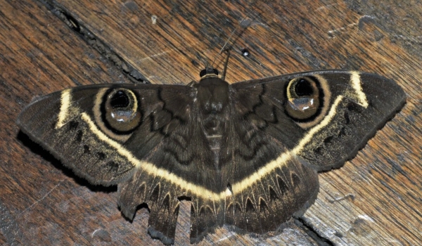 Cream-striped Owl Moth