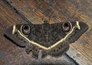 Cream-striped Owl Moth