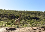 Giraffe at work – checkpoint 1