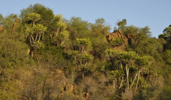 Euphorbias-Lebombo reserve