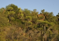 Euphorbias-Lebombo reserve