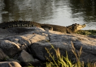 Nile Crocodile resting on rocks