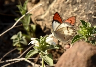 Scarlet Tip Butterfly