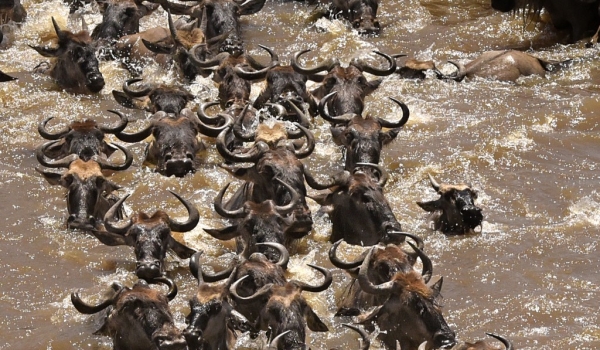 Herd of wildebeest swimming