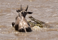 Nile Crocodile attack