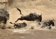 Family leaping into the Mara