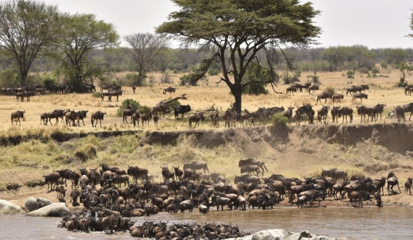 Wildebeest gathering…