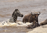 Zebra crossing with Widebeest