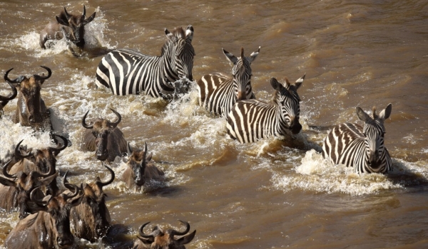 Just few Zebras are crossing