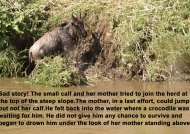 Wildebeest calf story
