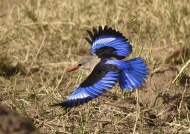 North Tanzania – Grey-headed Kingfisher