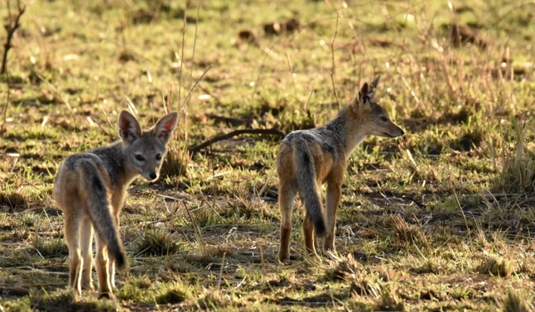Black-backed Jackals – youngs