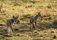 Black-backed Jackals – youngs