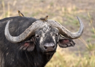 Buffalo with Oxpeckers