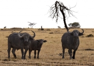 Buffaloes staring at us