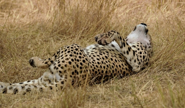 Cheetah happy to live!