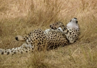 Cheetah happy to live!