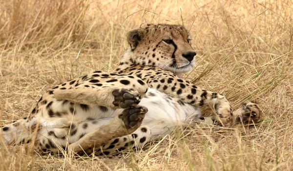 Cheetah – male