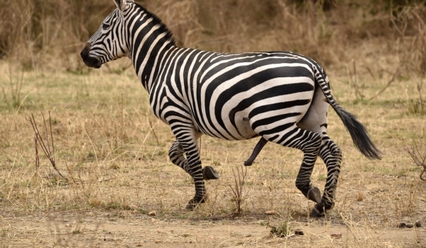 Uncommon Zebra : 5 legs