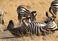 Common Zebra rolling in dust