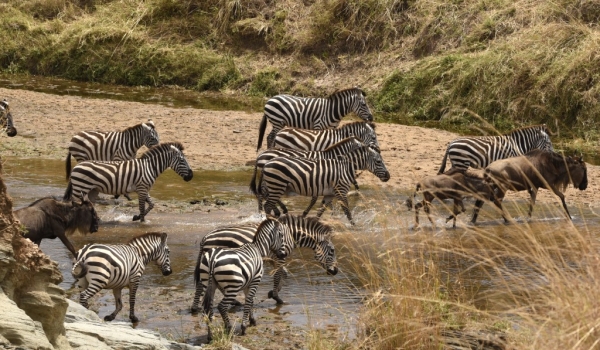 Zebras moving around…