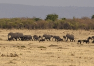 Elephants crossing the plain