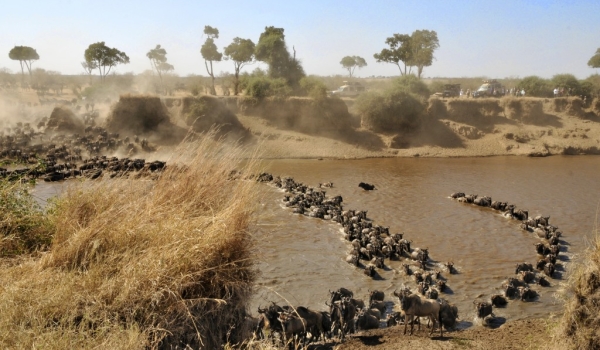 Wildebeests crossing the river