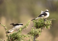 Grey-backed Fiscals