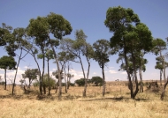 Small « herd » of lost trees