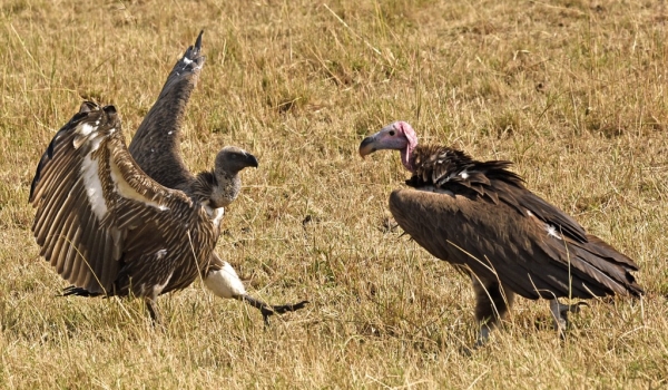 Lappet/white backed Vultures