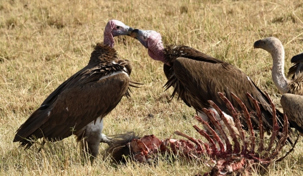Lappet-faced Vulture kissing