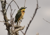 « Great Bee-eater day today! »