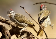 Nubian Woodpeckers – couple