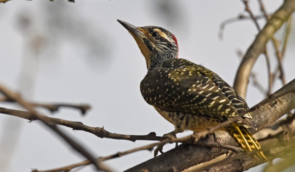 Nubian Woodpecker – f.