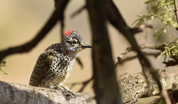 Woodpecker – young female