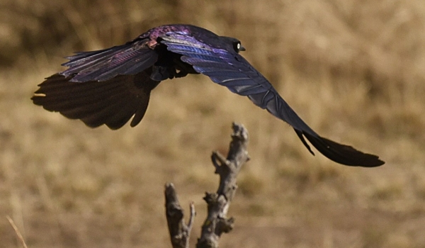 Rüppell’s Long-tailed Starling