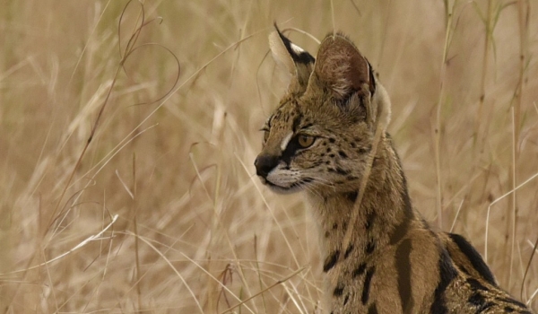 North Tanzania – Serval