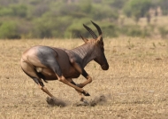 One of the fastest antilope