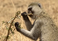 Vervet Monkey eating leaves