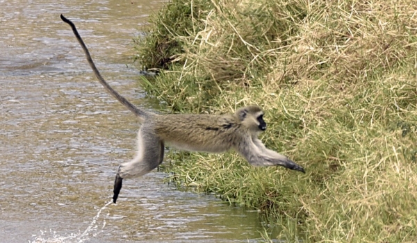 Vervet Monkey jumping