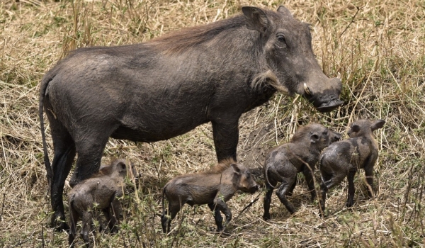 Warthog and 4 piglets