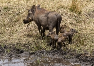 Warthog with piglets