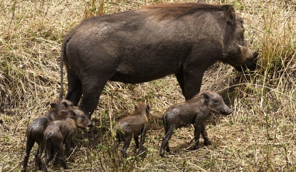Warthog with his piglets